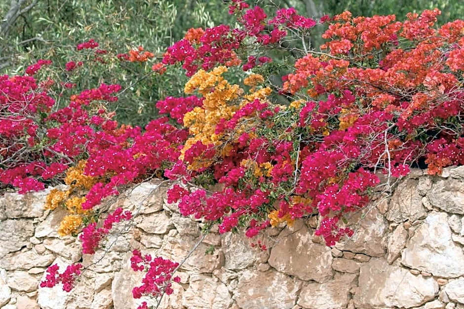 Riad Douar Des Oliviers