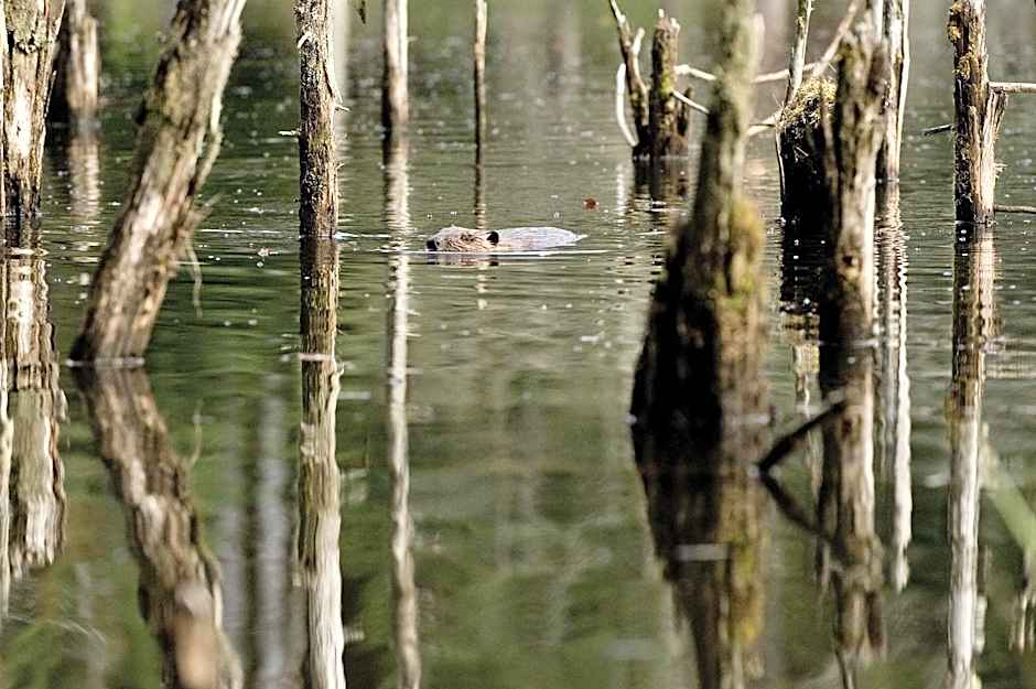 Beaver Hut Bed And Breakfast