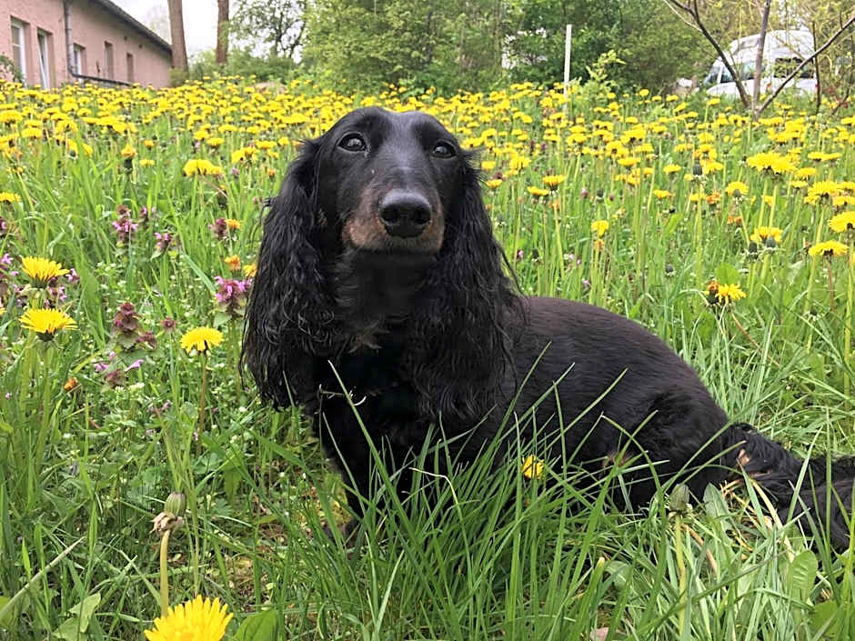 Ferienhof Altglobsow/ Cafe Seeblick