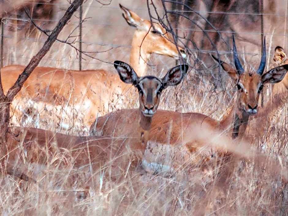 Minara Private Boutique Game Lodge