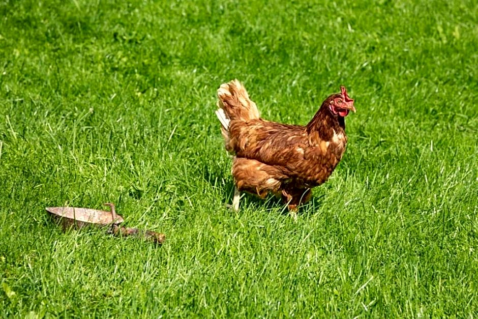 Brunner - Ferienwohnung im Hühnerhotel