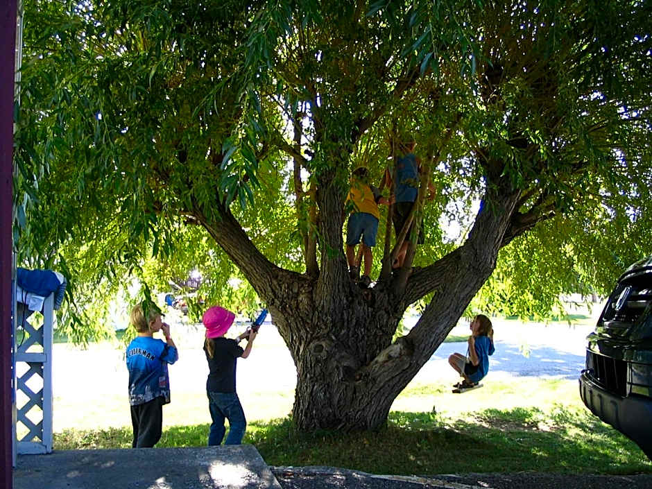 Mountain Springs Motel