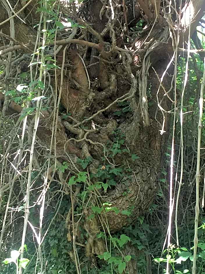 Green B&B Urbino Cá del vento