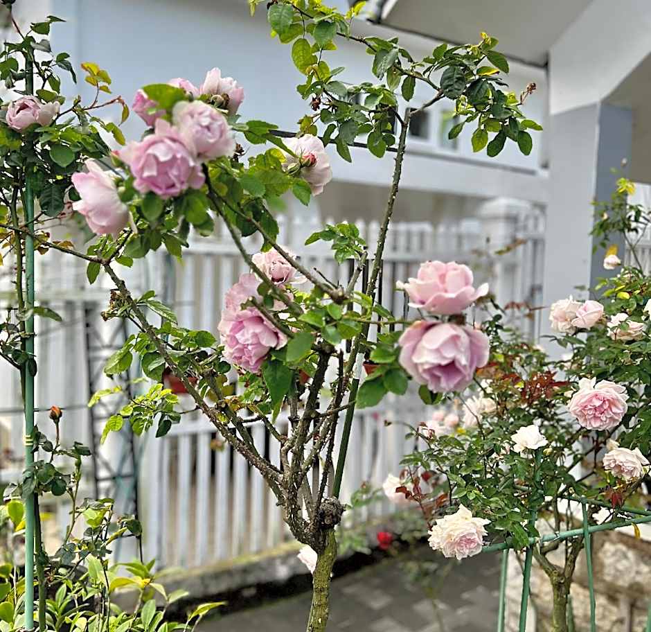 Nature Land 2 - Song Anh Hotel Dalat