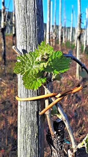 Weinhotel Hubertus Garni