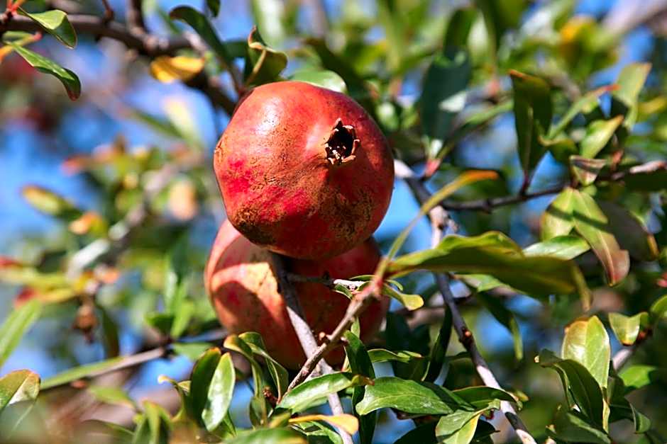 Elounda Solfez Villas