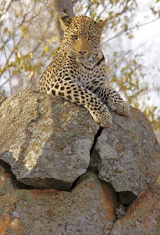 Tuningi Safari Lodge