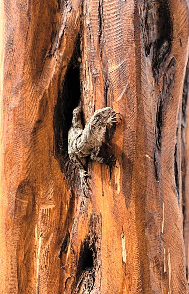 Totem Beach Club - Celestun