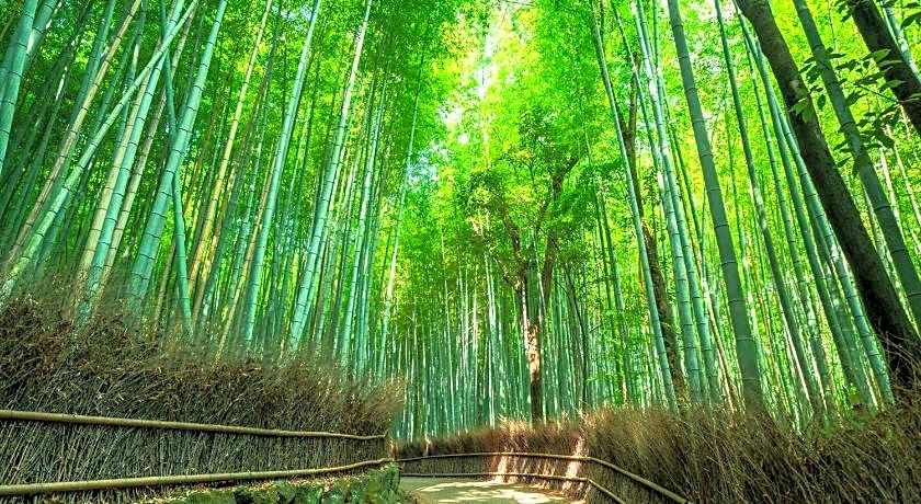 Giappo franca Kyoto