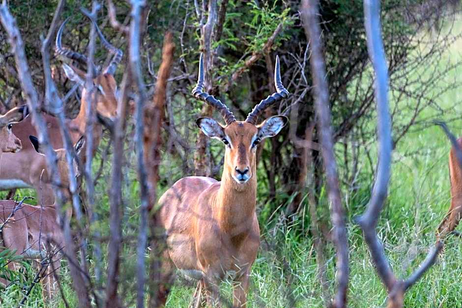 Baluleni Safari Lodge