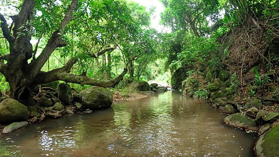 Martinique Treehouse