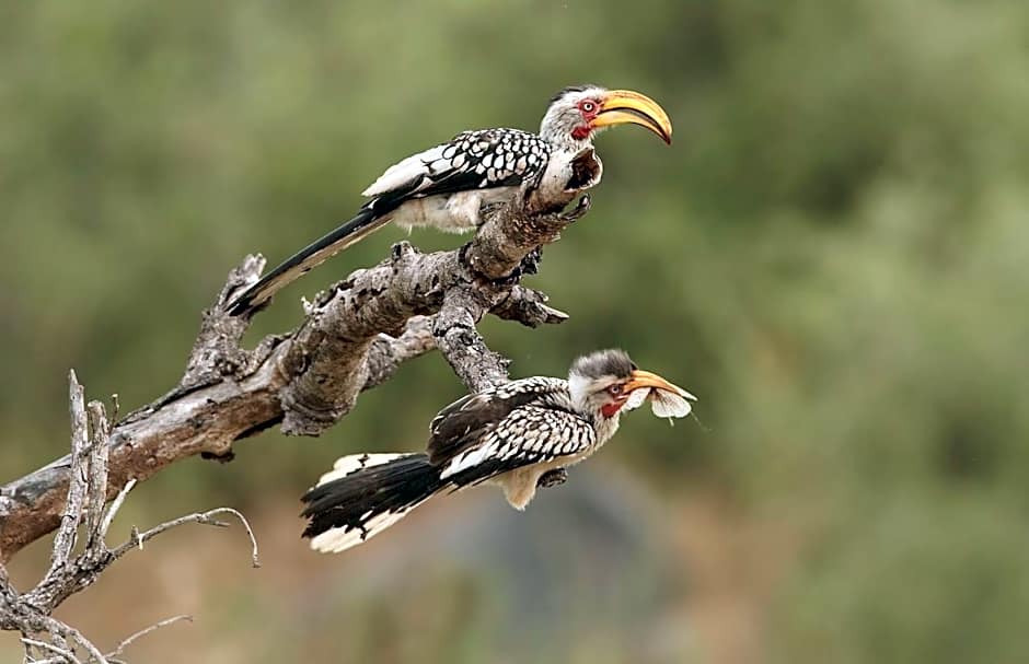 Simbavati Cederberg Ridge