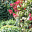 Maison Di Fiore Park