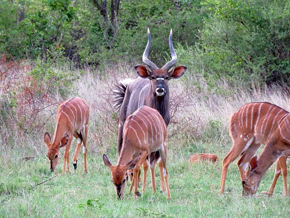 Sable Creek Safari Lodge