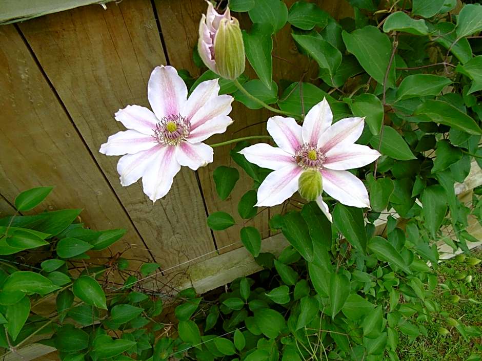 Glenavys Waitaki River Motor Camp