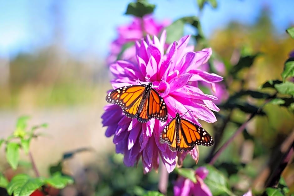 Sea Song, Selkie House