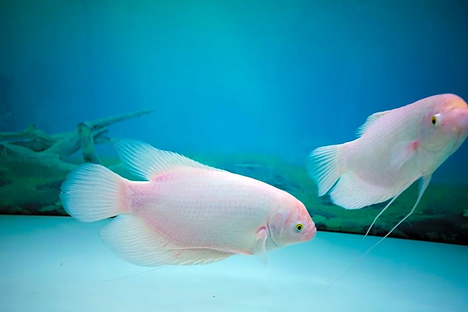 Gallant Hotel 154 - Near Cat Bi Airport