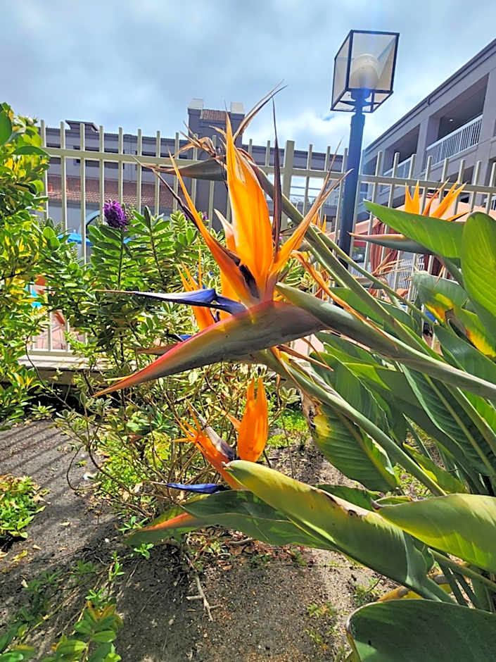 La Quinta Inn & Suites by Wyndham San Francisco Airport West