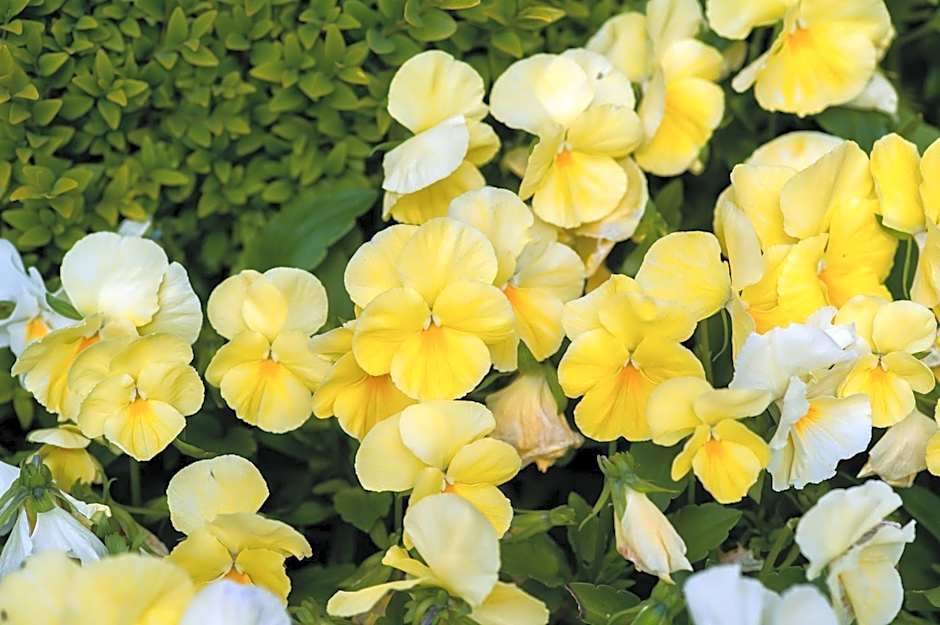 Summer Lodge Country House Hotel