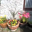 Applegrove B&B