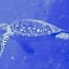 Yuraku Izu-Oshima - Vacation STAY 44735v