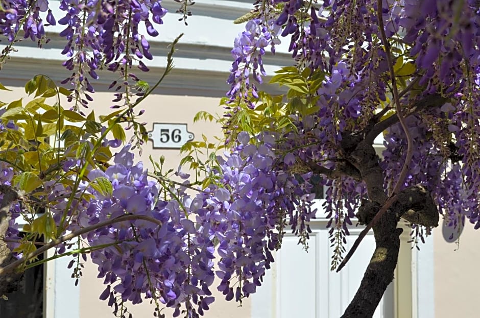Wisteria