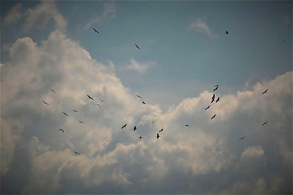 Domki w Smolniku z możliwością apiterapii