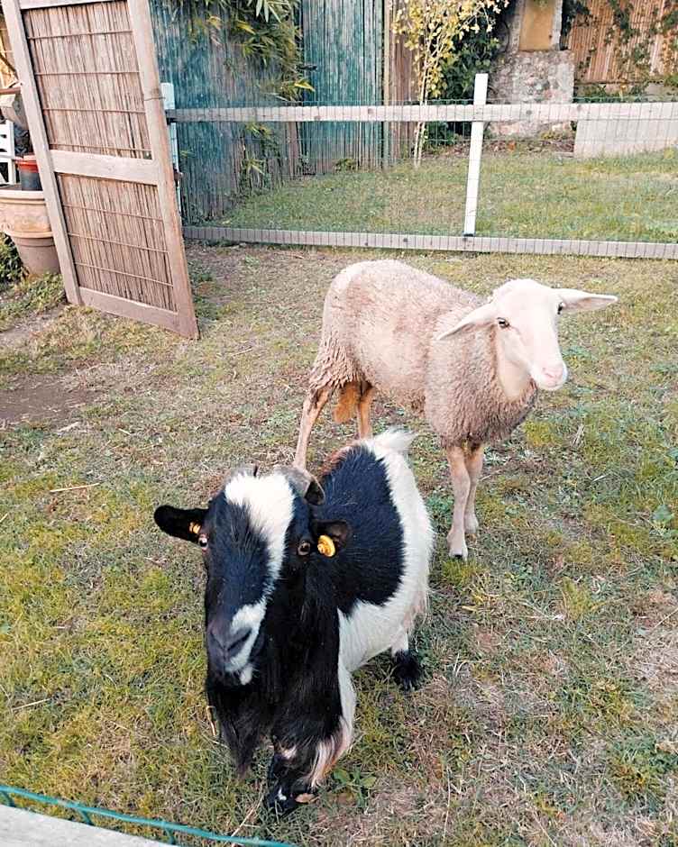 La Casa Gialla A MONTIGNOSO