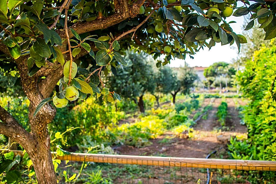 Il Gallo Con Gli Stivali