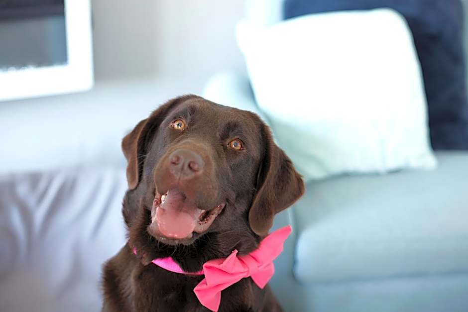 Luccombe Manor Country House Hotel