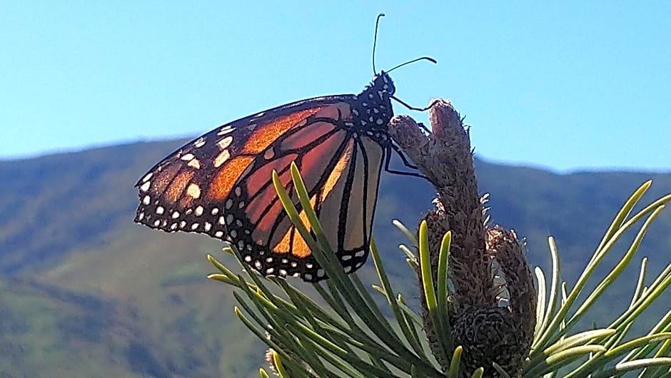 Port Levy B & B Christchurch