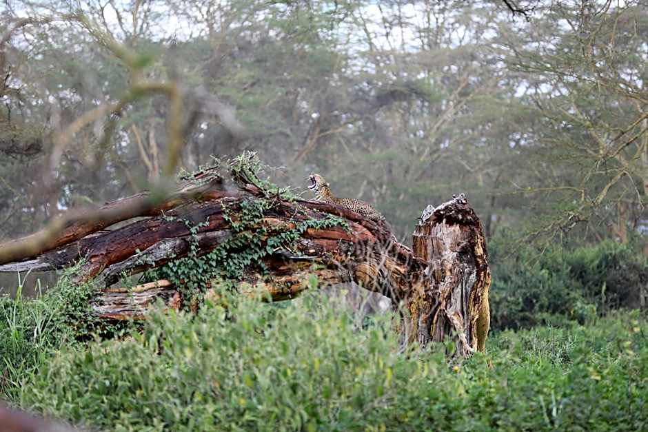 Lake Nakuru Lodge