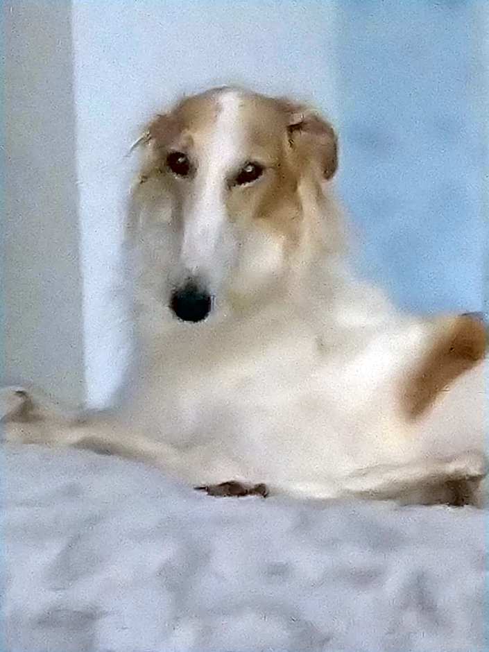 Swiss Borzoi House