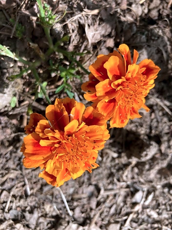 B&B - Chambres d'Hôtes Acoucoula