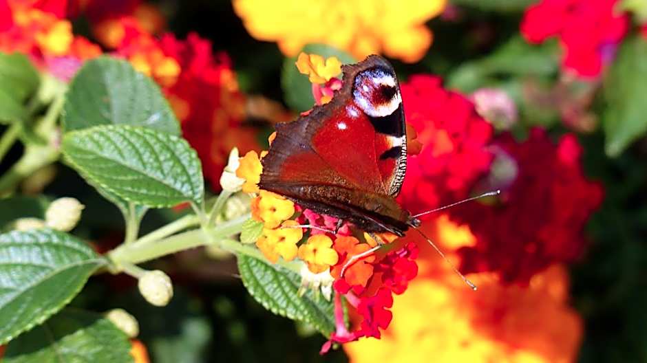 Restaurant und Hotel Zum Weissen Ross