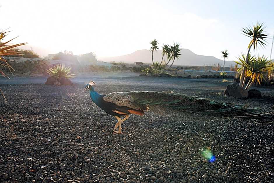 Surf & Yoga Retreats Fuerteventura