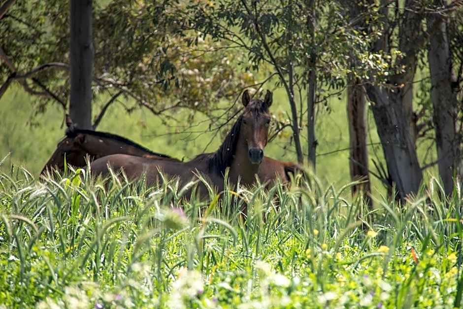 Hacienda la Divertida