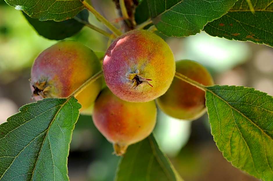 Quinta Da Cova Do Milho