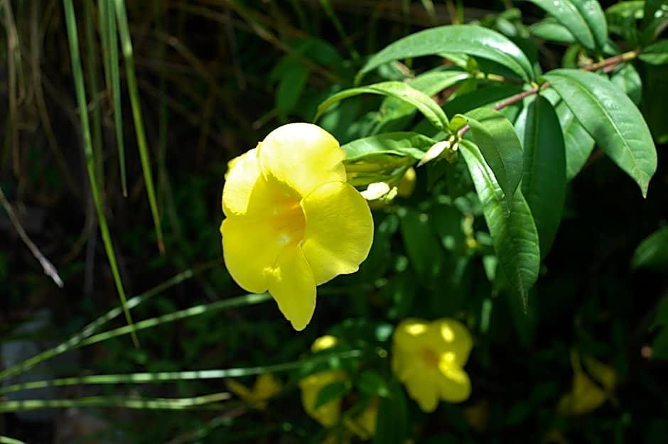 Les Merveilleux Flots de la Mer