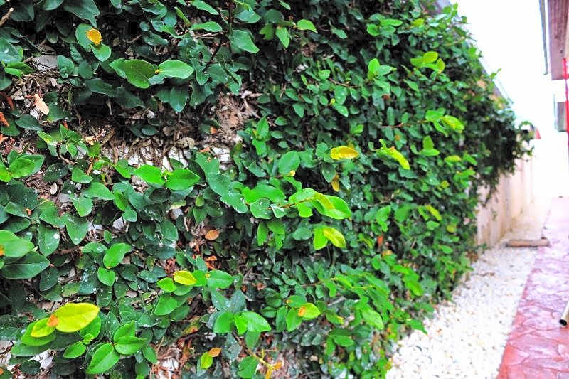 The Siam Place Pool Villa