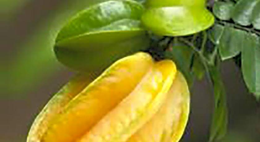 Starfruit Villa