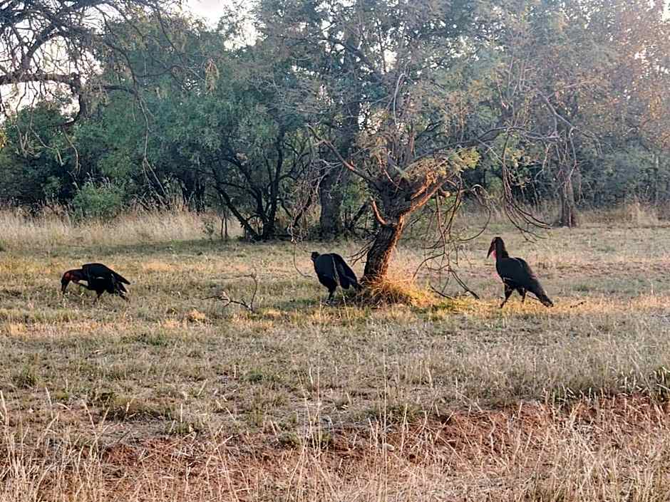 Zebula Golf and Wildlife Estate - Giraffe Plains Pax 4 - Moi Signature Luxury villa