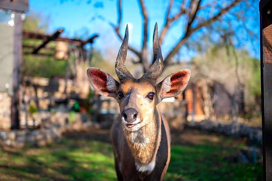 Foxy Crocodile Bush Lodge & Kruger Safaris