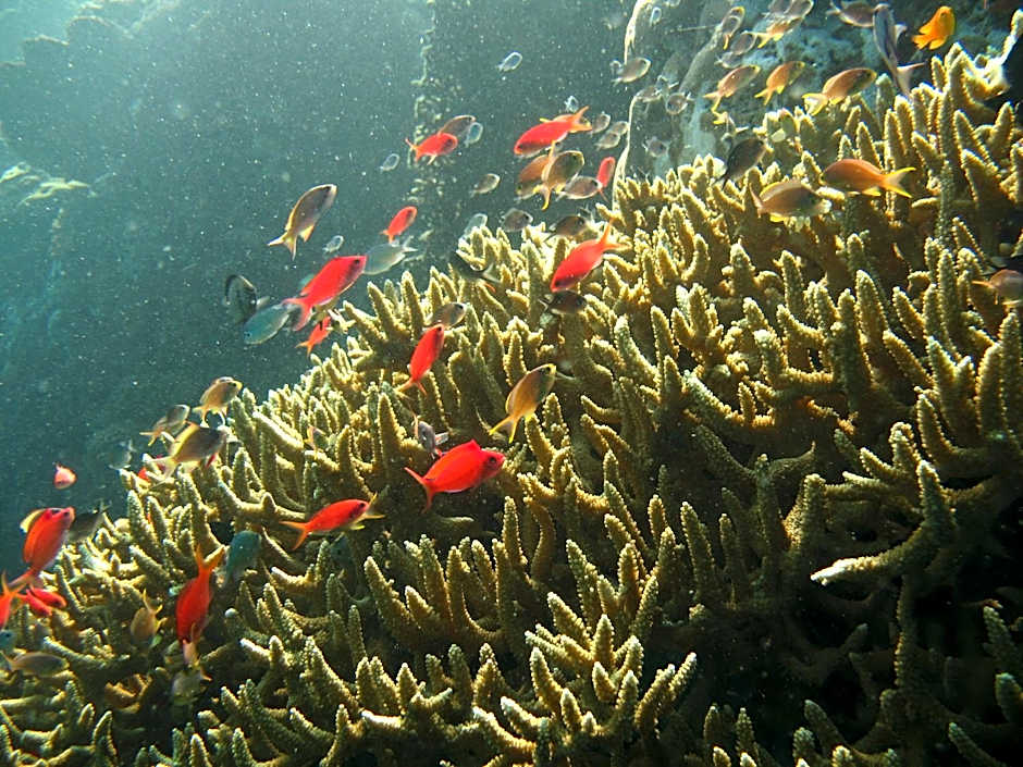 Oma In Pemuteran Bali