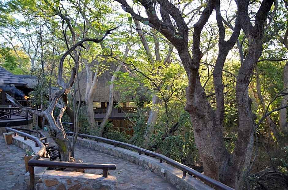 Moholoholo Forest Camp