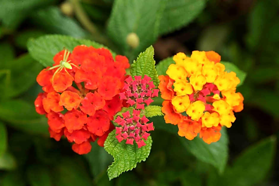 Quinta Santo Antonio Da Serra