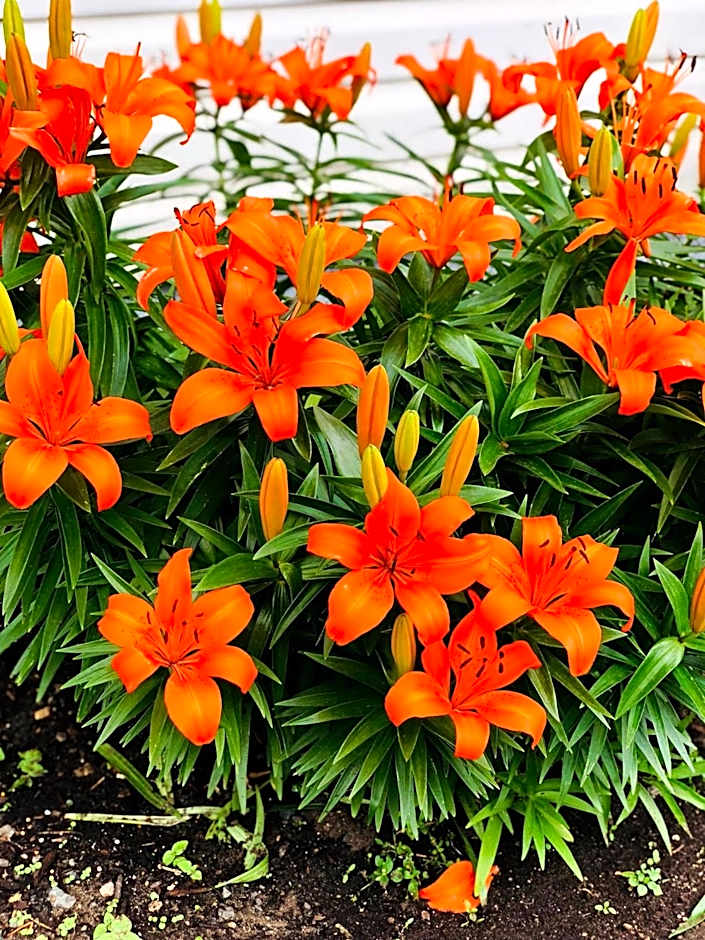 Country View Motor Inn