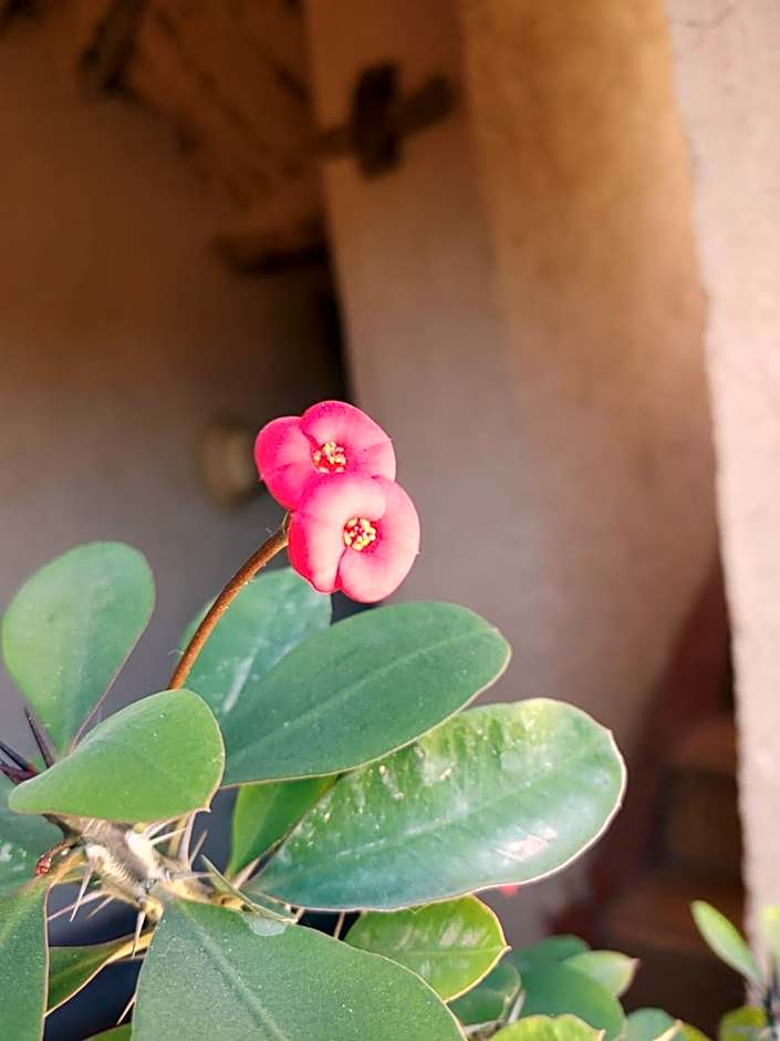 Les Jardins du M'goun