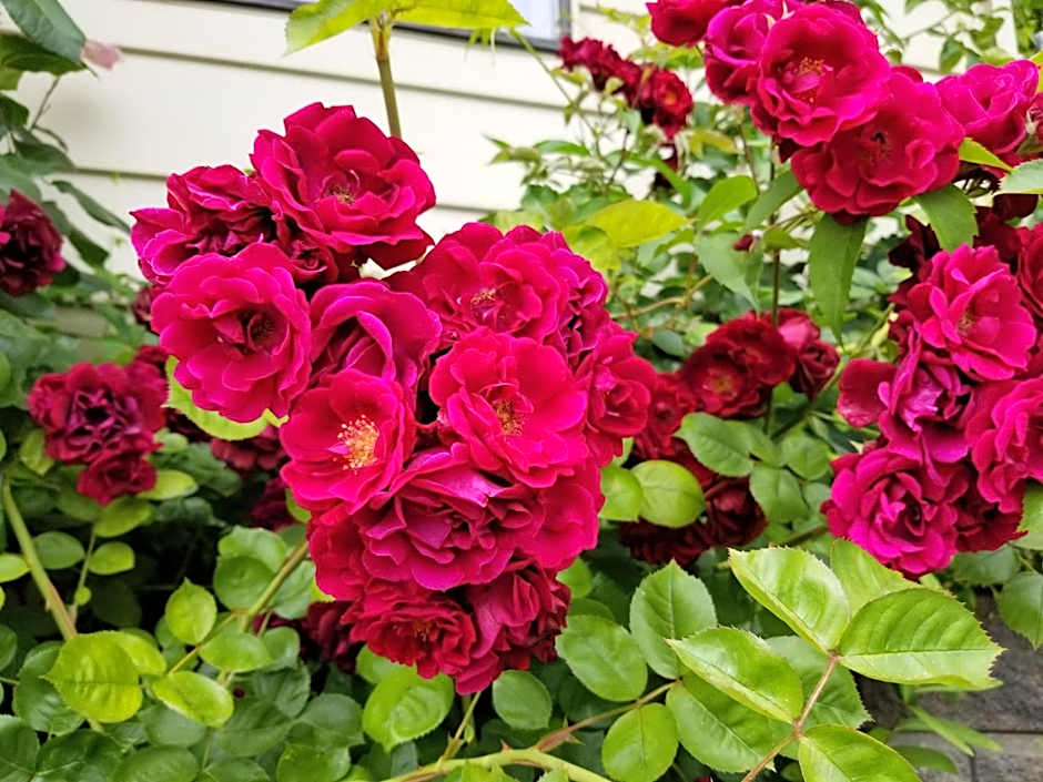 Osoyoos Lakeview Inn & Suites