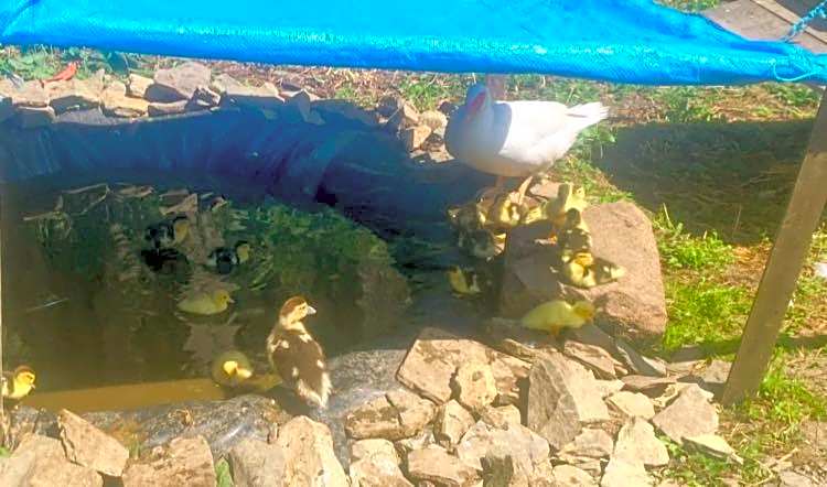 La Vieille Foulonnière : Chambres d'hôtes & Permaculture